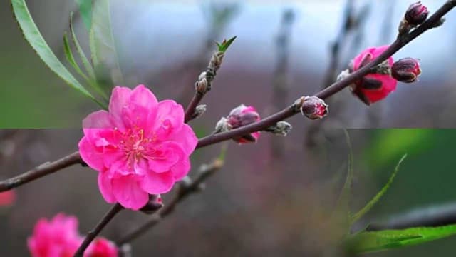 Nghỉ Tết âm lịch: Đề nghị giữ nguyên ngày nghỉ bù nếu trùng với thứ 7, Chủ nhật