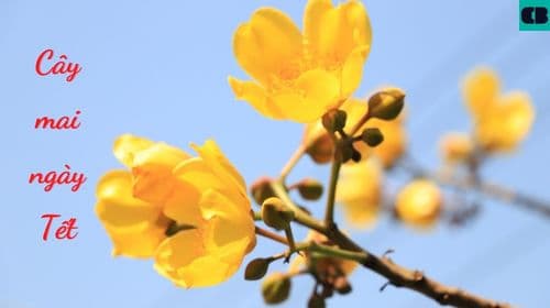 [Tết 2024] Nguồn Gốc Và Ý Nghĩa Của Cây Mai Ngày Tết