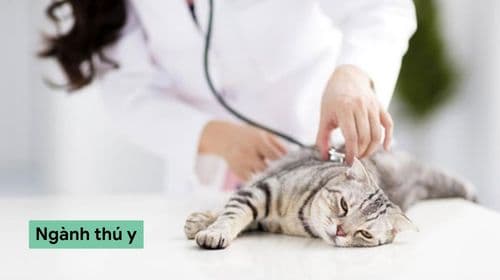 Ngành thú y là gì? Cơ hội và mức lương ngành thú y bao nhiêu?